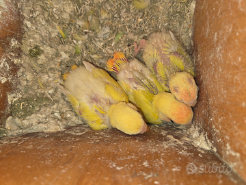 Pulli inseparabili da imbecco, uccelli, pappagalli