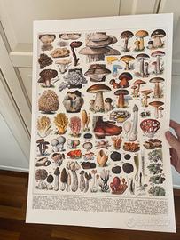 Poster stampa funghi porcini cucina quadro vintage