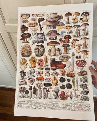 Poster stampa funghi porcini cucina quadro vintage