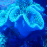 Invertebrato vari tipi molli o duri