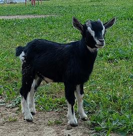 Capretti tibetani nani maschi