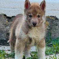 Cuccioli di cane Husky