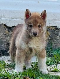 Cuccioli di cane Husky