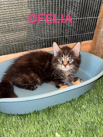 Allevamento Maine Coon