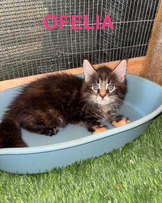 Allevamento Maine Coon