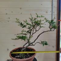 Bonsai di Melograno