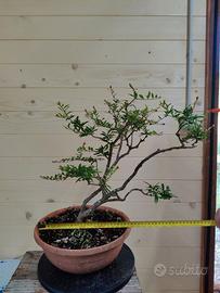 Bonsai di Melograno