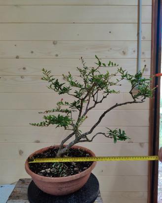 Bonsai di Melograno