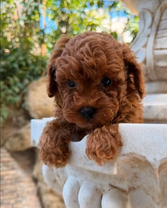Cuccioli Barboncino