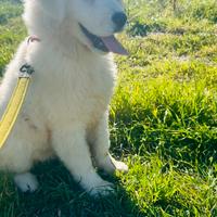 Cucciola di pastore maremmano