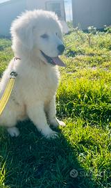 Cucciola di pastore maremmano