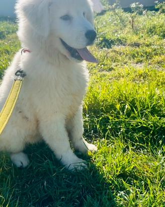 Cucciola di pastore maremmano