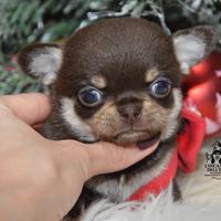 Chihuahua cucciolo Choco Tan Pedigree Enci