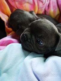 Bulldog francese