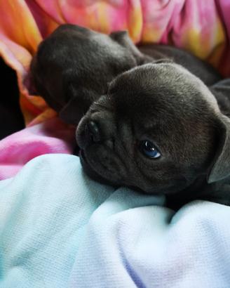 Bulldog francese