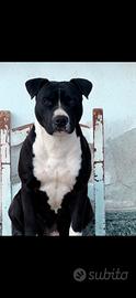 Pitbull
