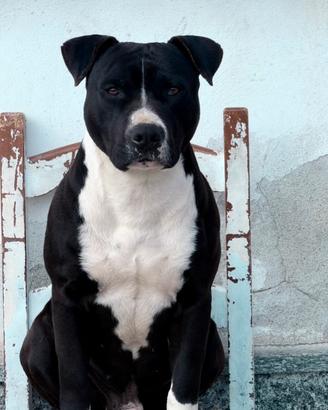 Pitbull