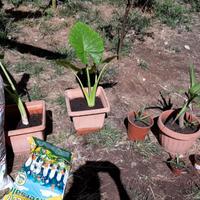 pianta orecchie di elefante alocasya e aloe gialla