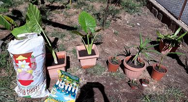 pianta orecchie di elefante alocasya e aloe gialla