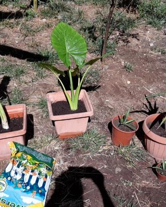 pianta orecchie di elefante alocasya e aloe gialla