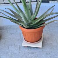 Pianta ALOE VERA