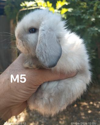 Conigli nani MINILOP