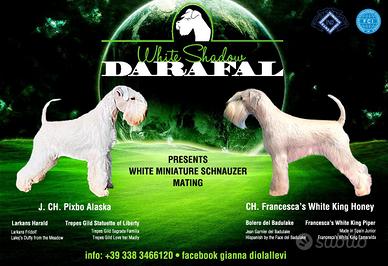 Cuccioli Schanauzer bianco nano