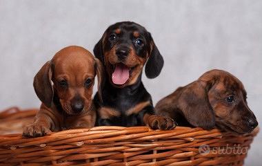 Cuccioli di bassotti