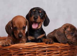 Cuccioli di bassotti