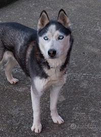 Siberian husky