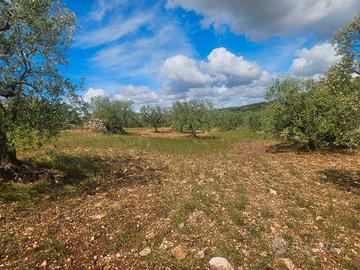 Terreno agricolo uliveto