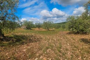 Terreno agricolo uliveto