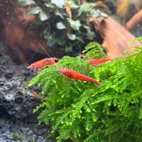 Caridine red cherry