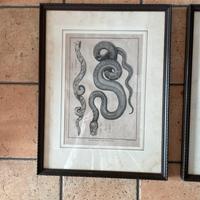 Incisione del XVIII secolo