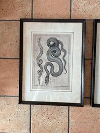 Incisione del XVIII secolo