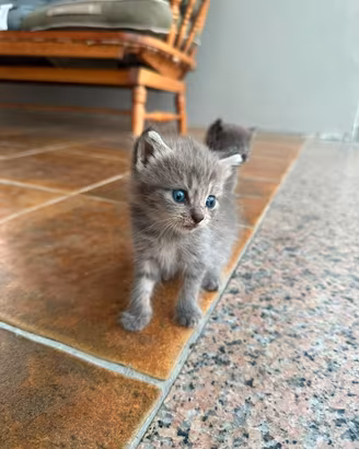 Gattino Mamma british/persiana