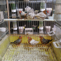 Diamante mandarino olandese