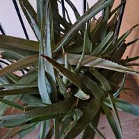 Pianta di Aloe Arborescens gigante 