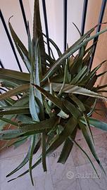 Pianta di Aloe Arborescens gigante 
