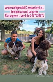 Cuccioli di lagotto romagnolo