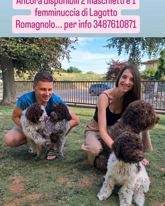 Cuccioli di lagotto romagnolo