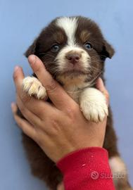 Cucciola pastore australiano