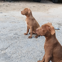 Pitbull Red Nose