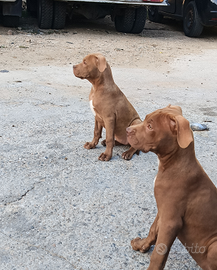 Pitbull Red Nose