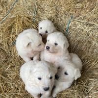 Cuccioli di simil maremmano