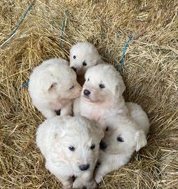 Cuccioli di simil maremmano