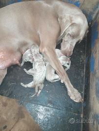 cuccioli weimaraner 