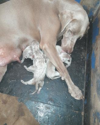cuccioli weimaraner 
