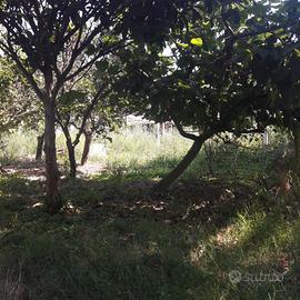 Terreno Agricolo Eboli [180418VCG]