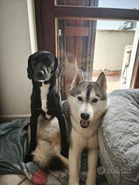 Siberian husky